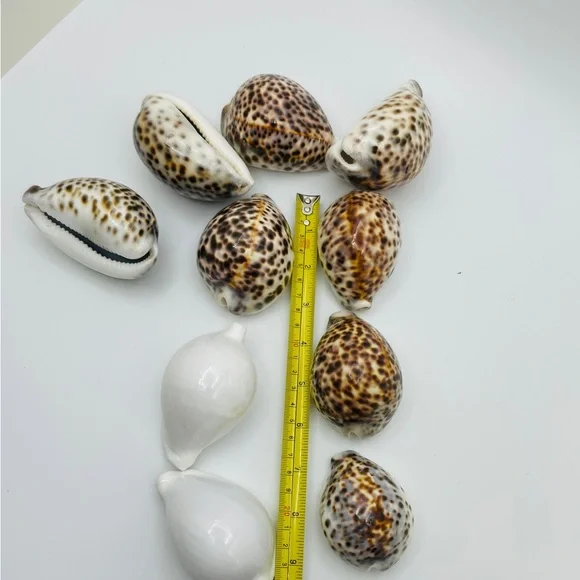 10 Cowrie Tiger & White Sea Shells approximately 2” to 3” or Turtle Shells - Picture 10 of 11